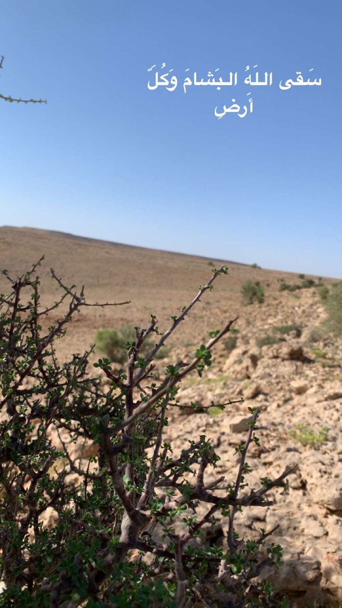 غليقٓ 𓃵 tweet media