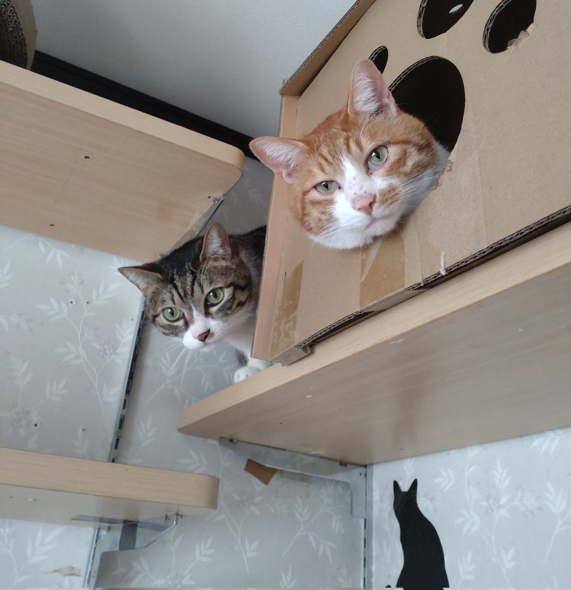 ハッピーターン tweet media