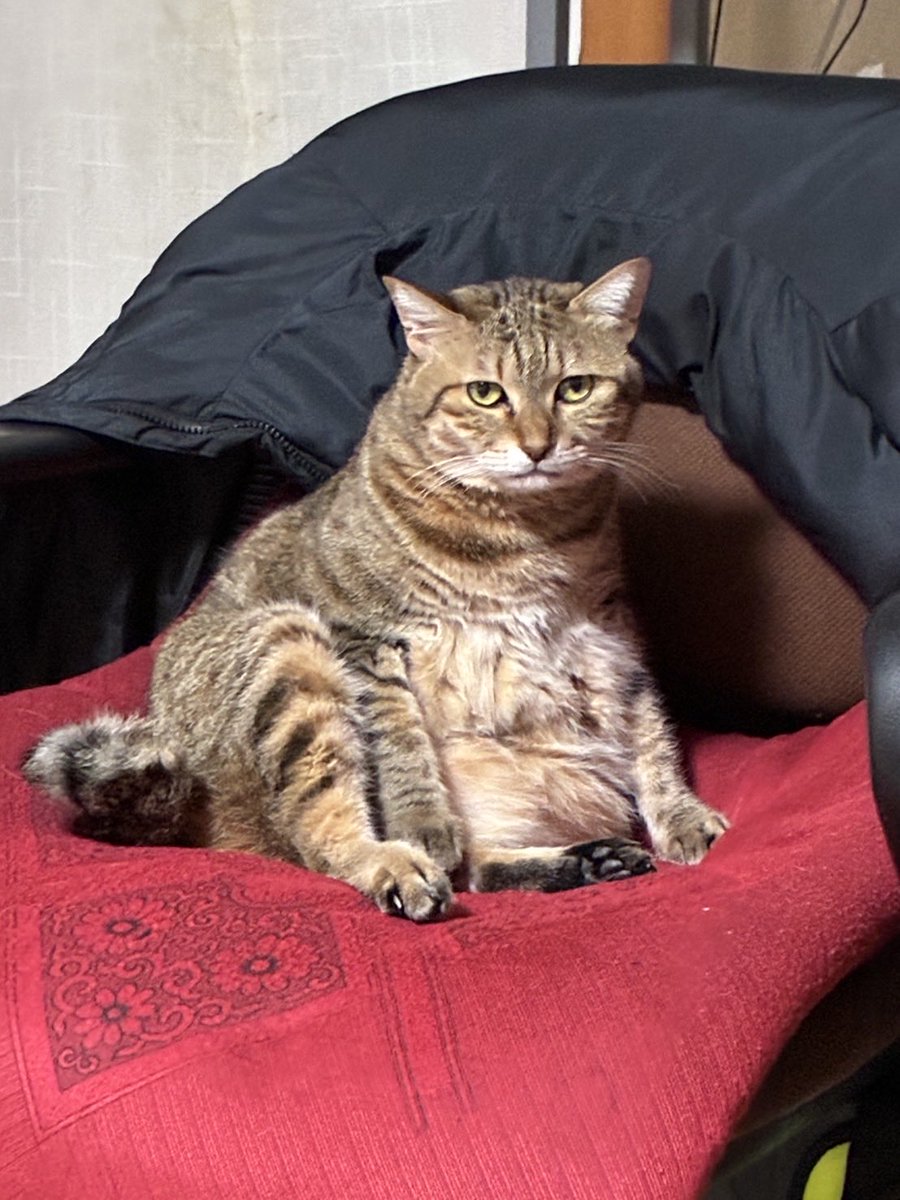 d53 (デコさん)@SSTR_5/30出走🏍️💨 tweet media