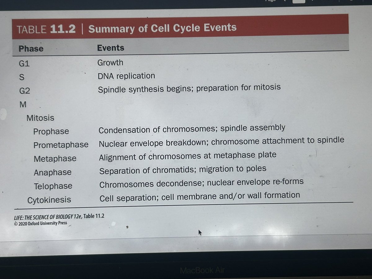 pbcals's tweet image. In my #anaphase