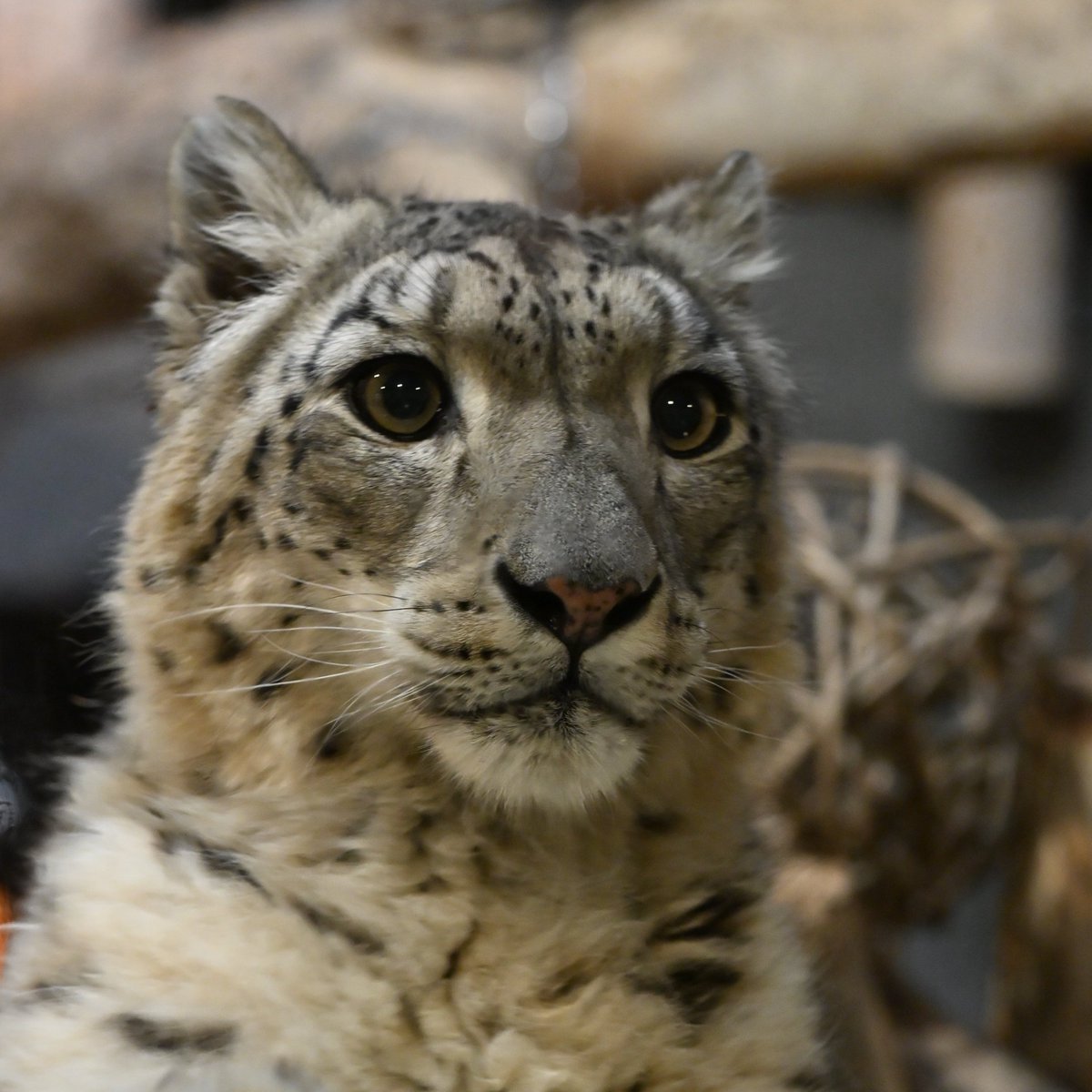 かのん@ぐんまにぃさん tweet media