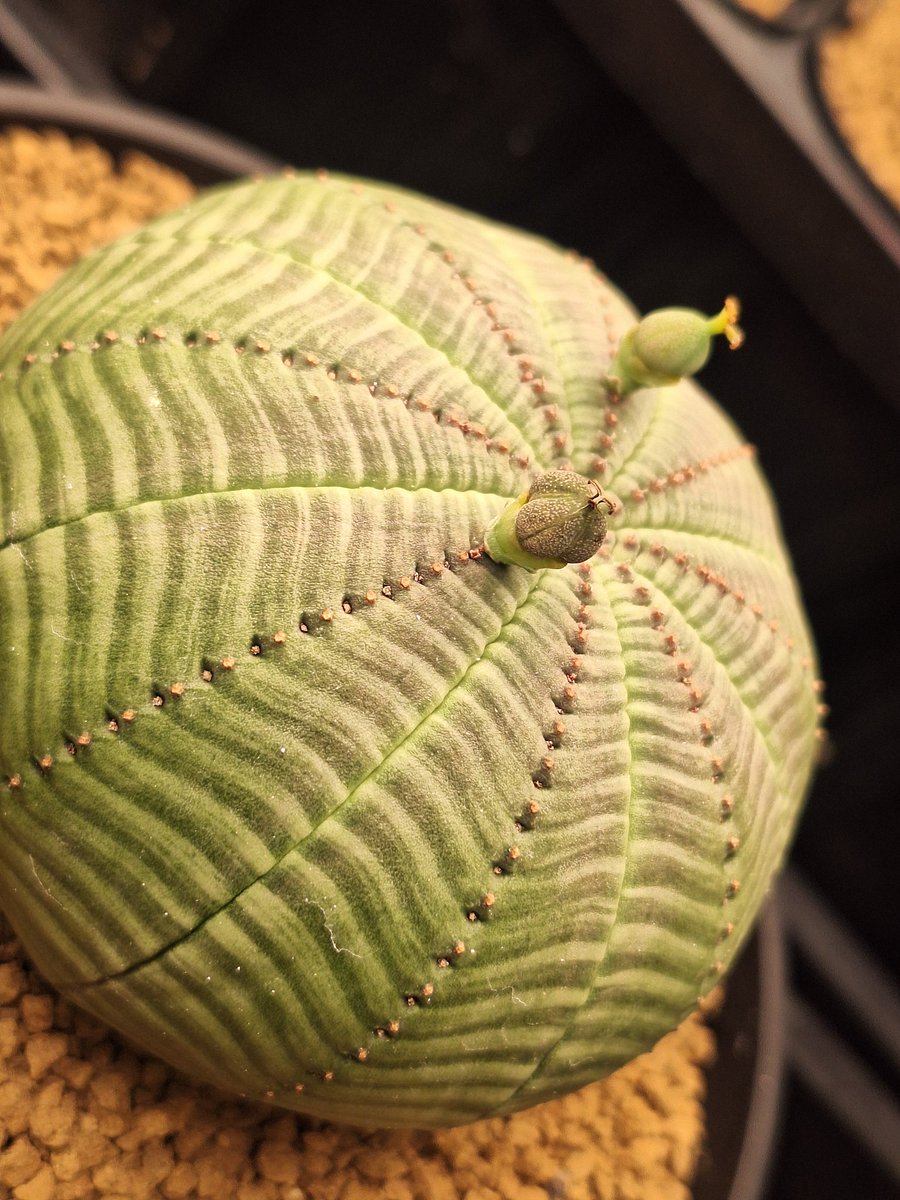 たかし tweet media