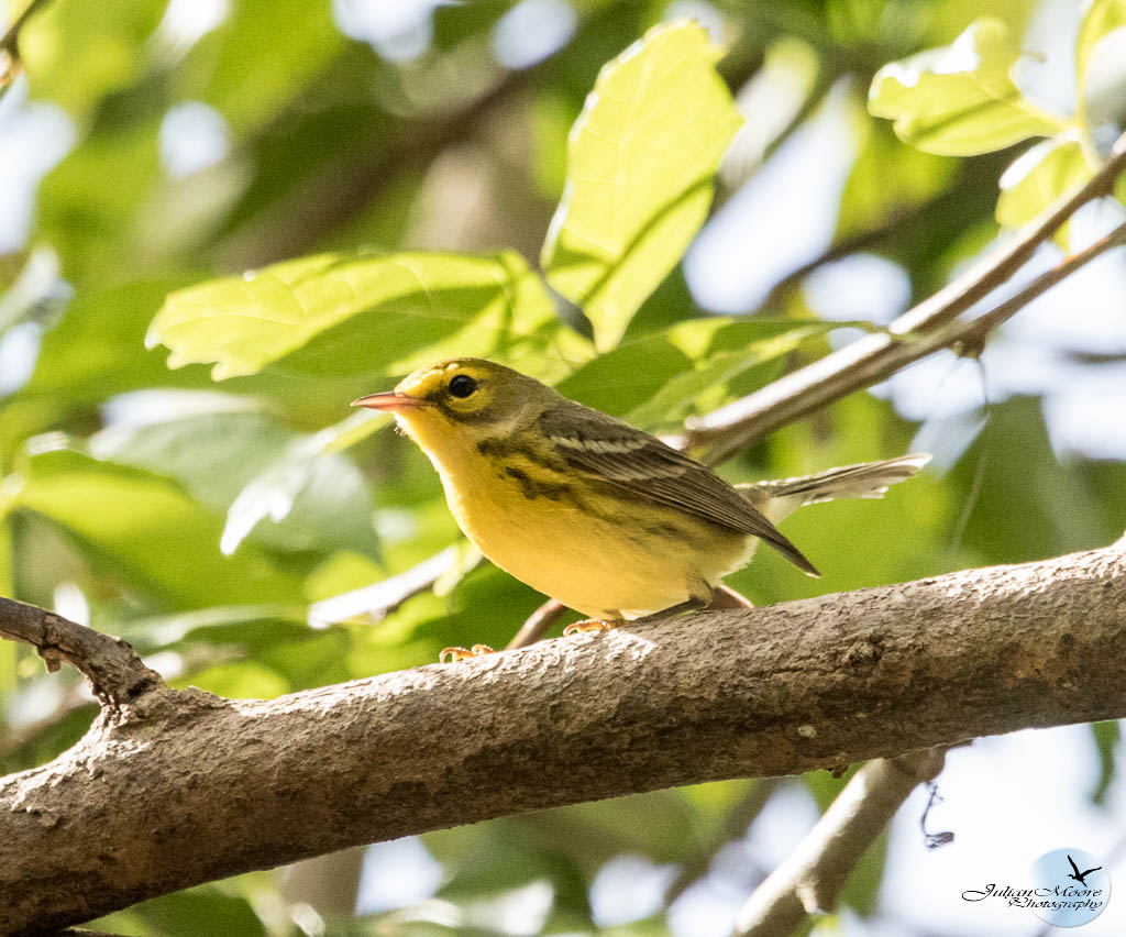 euthusiastic's tweet photo. Update! Since Feb 28, I’ve added lifers:
Local #62: Prairie Warbler (Setophaga discolor)
World #64/130: Brown Noddy (Anous stolidus)
As of Apr 4: Barbados: 70;Worldwide: 134.Full update: https://t.co/mcr8mpN1en --
#Birding #BarbadosofBirds #barbados @BirdsCaribbean https://t.co/0ihUmsoTZL