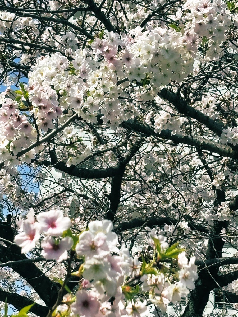 ヘムヘム tweet media