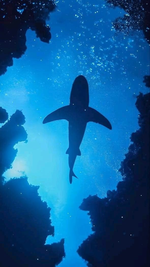 Blue Ocean tweet media