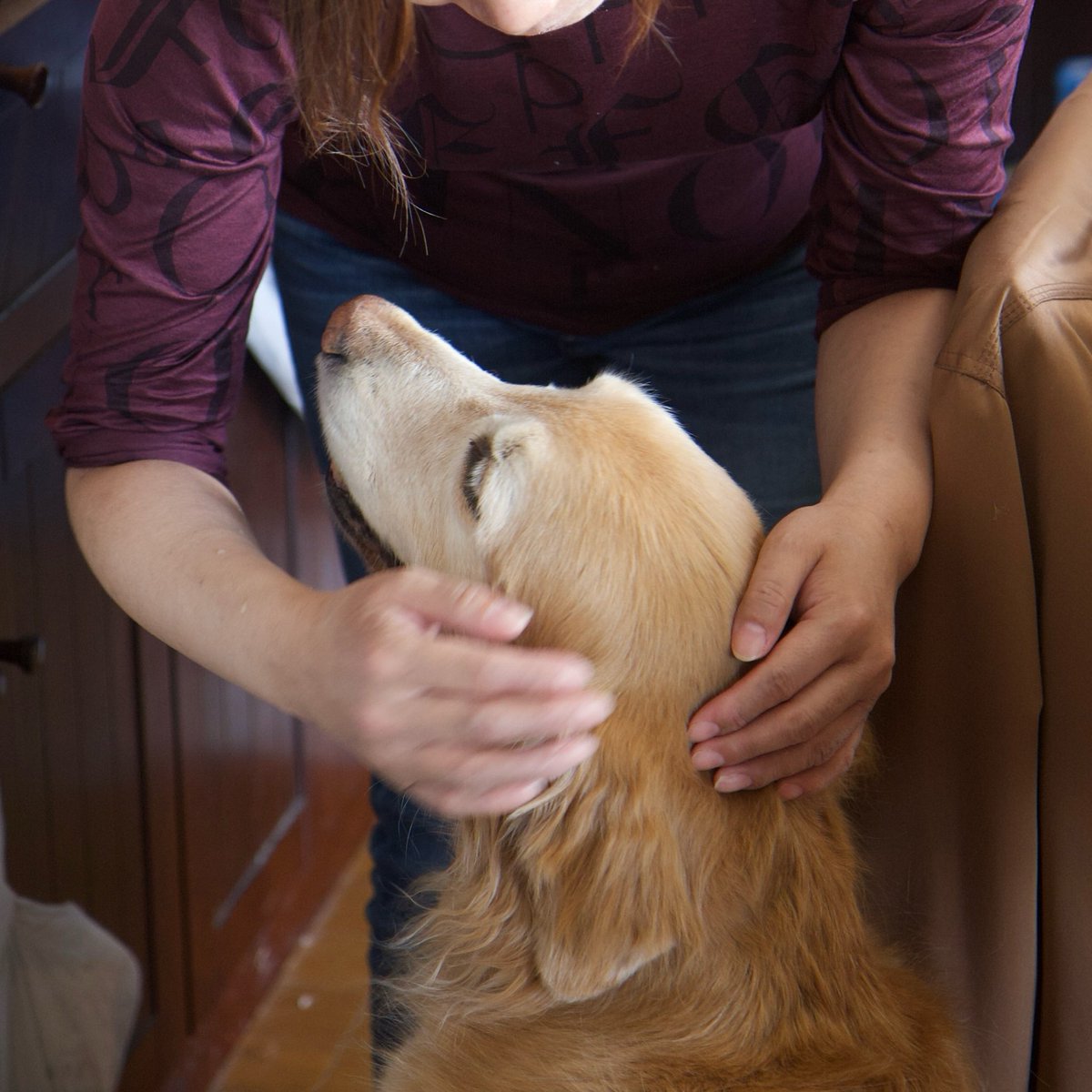 ゴールデンレトリバー🐕太郎 tweet media