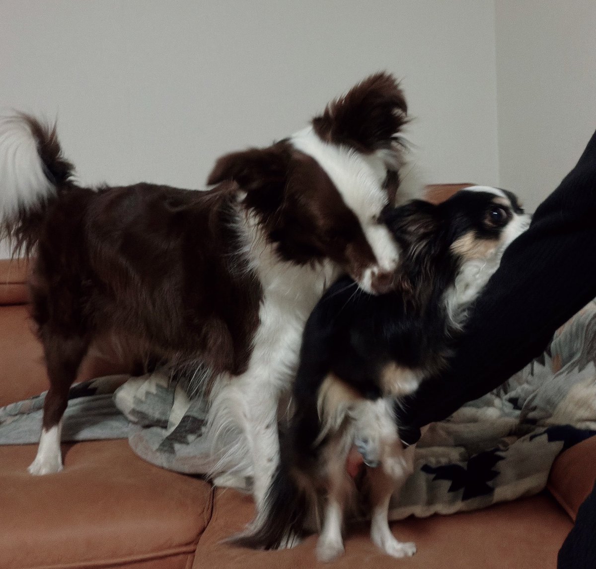 怠け者でよく食べる人妻りんりん🦥 tweet media