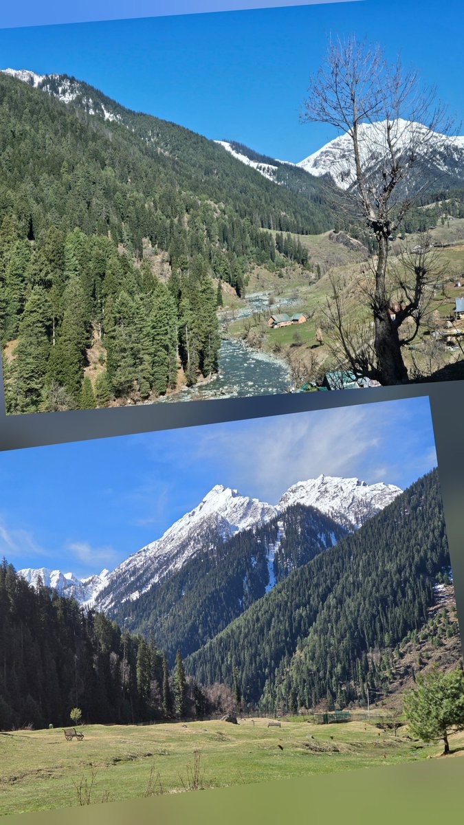 dhruman39's tweet image. The #Oasis of #serenity!!🥰

Lush #meadows, snow-capped #peaks, beautifully flowing #river &amp;amp; aesthetic #landscapes on banks, the Aru Valley definitely fascinates you with #rawnature &amp;amp; #solitude!!👌👌
@JandKTourism 

#Aruvalley #kashmir #pahalgam #DhrumanNimbalephotography