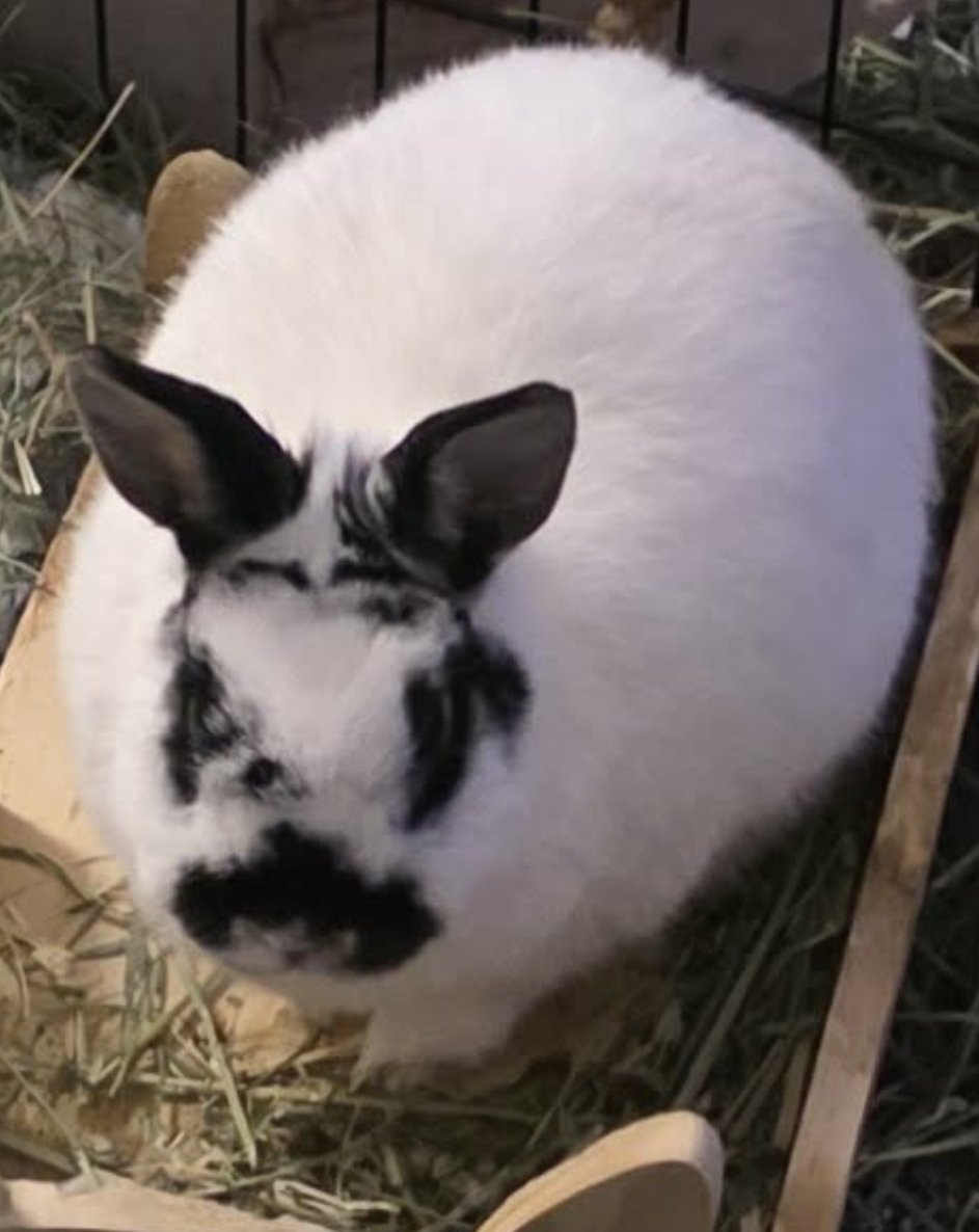 Jennifer D'aww tweet media