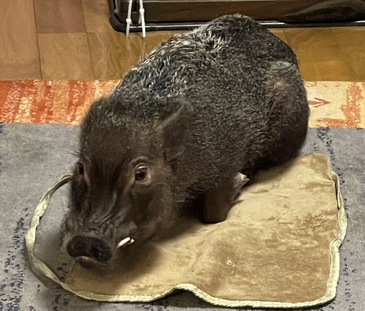 マイクロブタのかいと tweet media