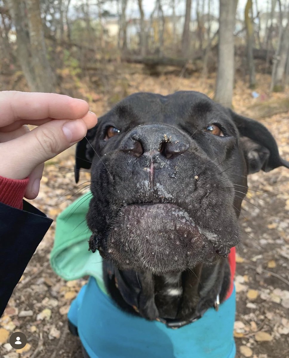 itsbonedaddy's tweet photo. Missing you every day. Not a day has gone by where I haven’t thought about you, craved your hugs, smothering you with kisses. You took a piece of me with you when you left &amp; I’ll never feel truly whole again. I love you beyond forever babygirl🖤🐾🪽 https://t.co/xOkenZnyzX