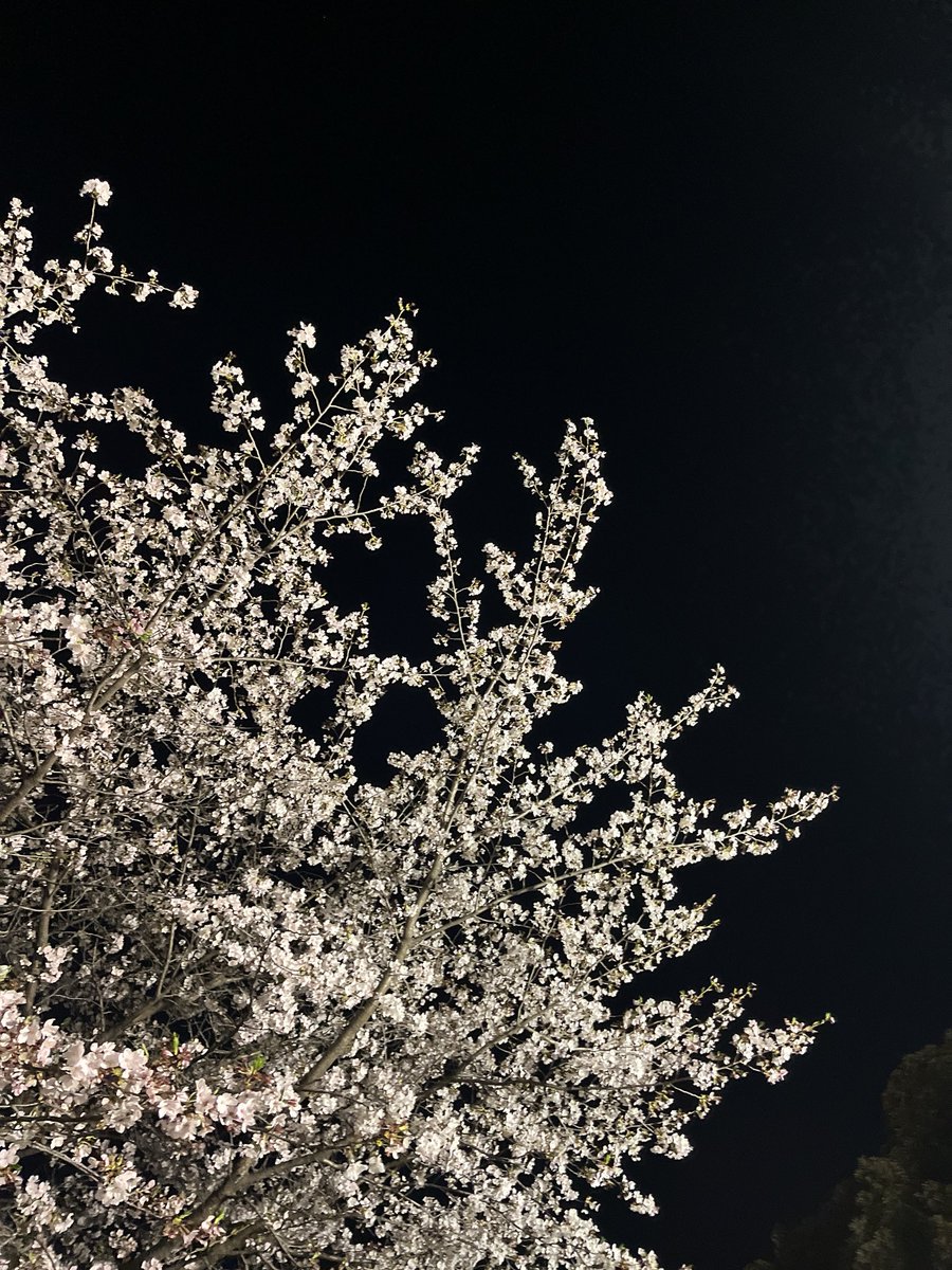 彩月めいな🌙⭐︎ tweet media