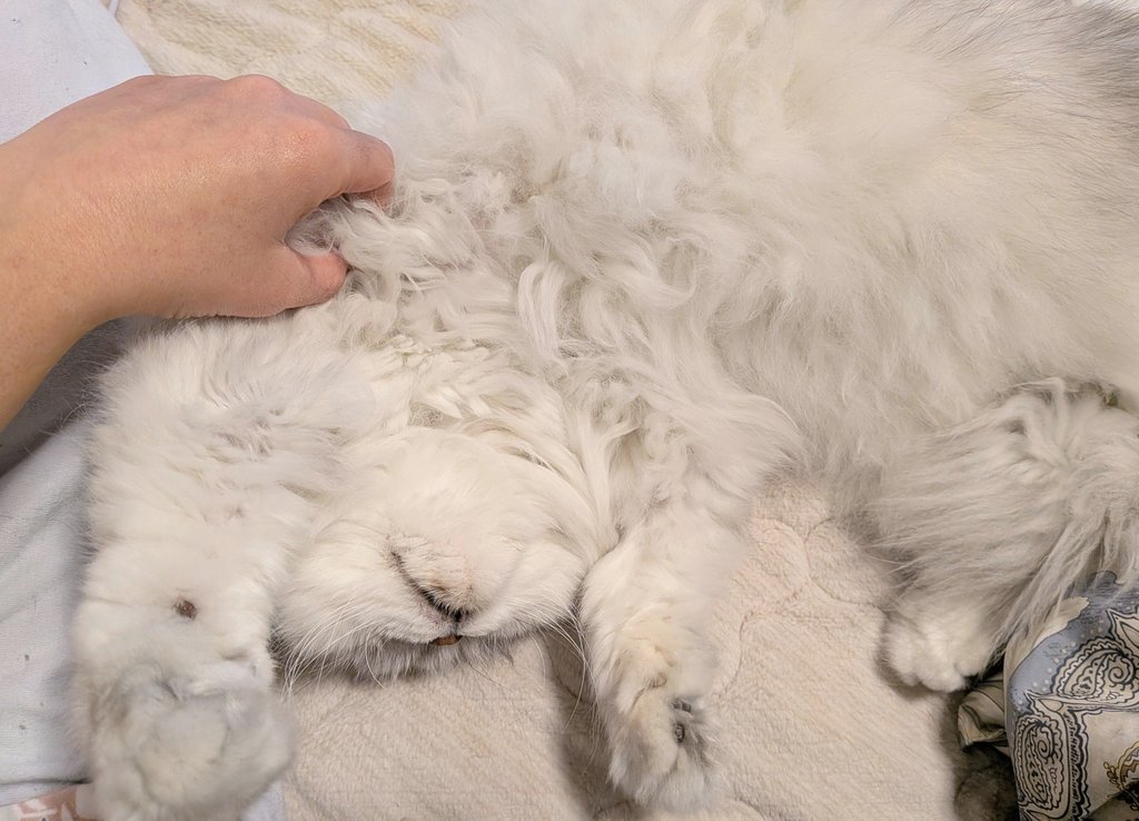 仕事スイッチが入らなくてずっとエルちゃんの毛玉をほぐしてる