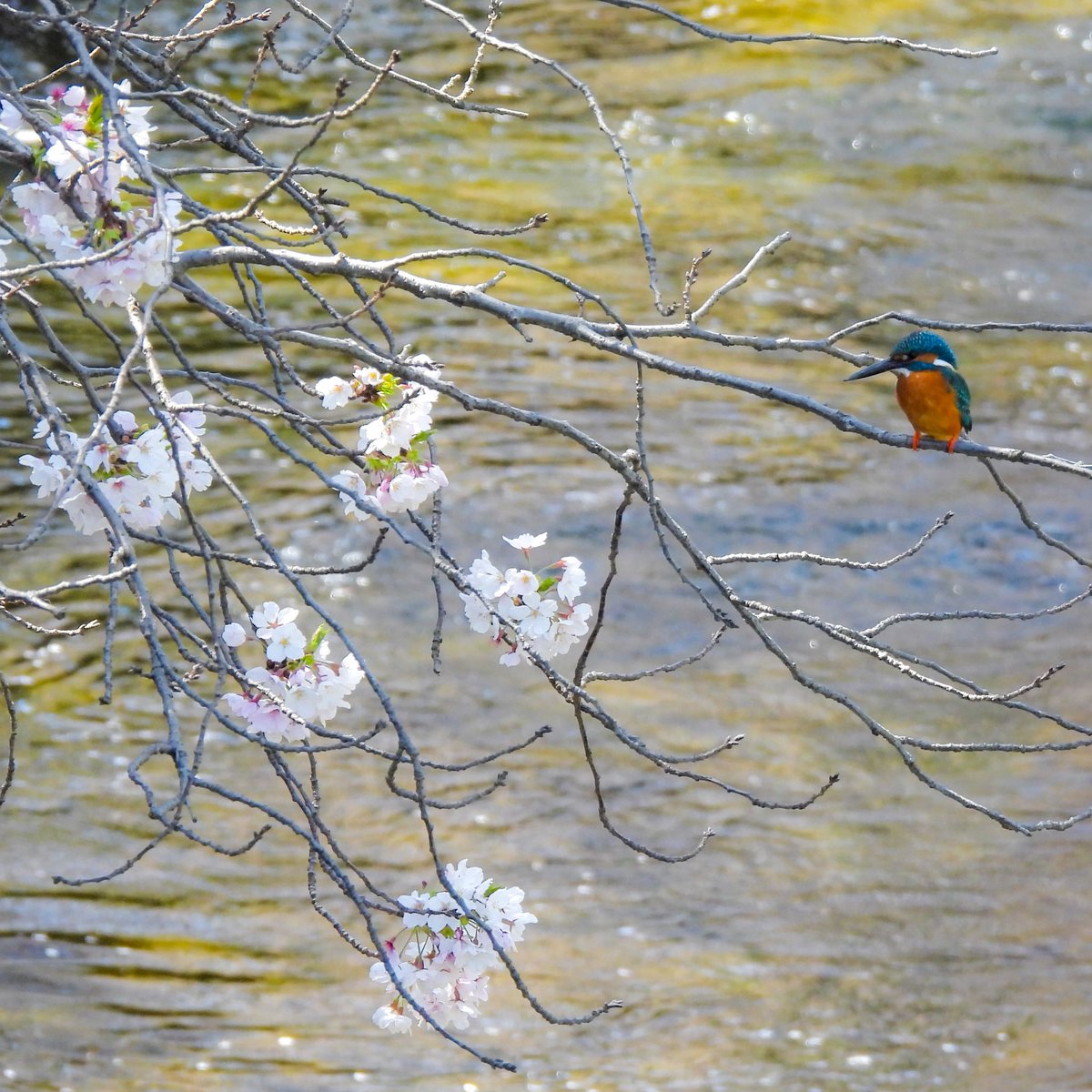 るもちゃん🌈とヒロ tweet media