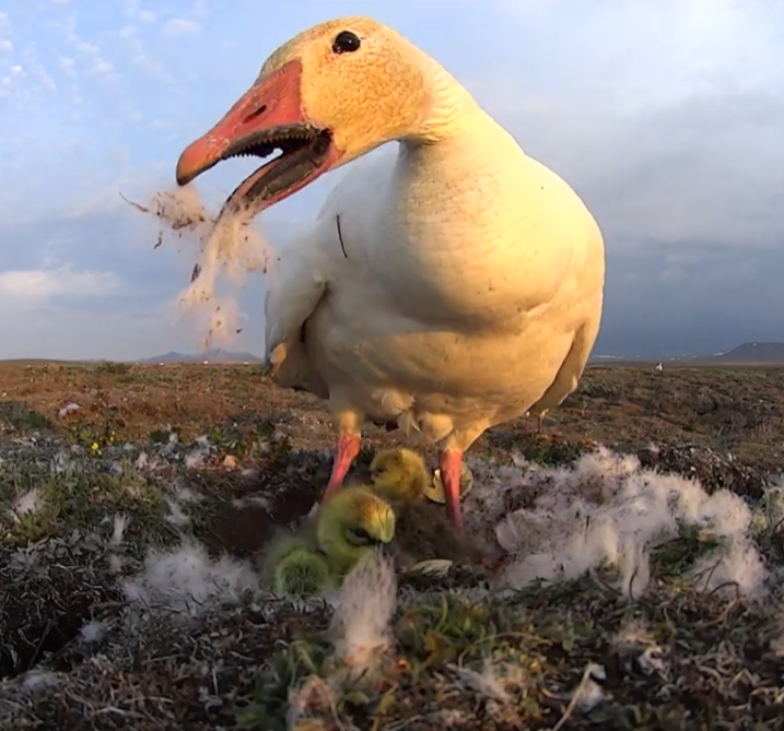 ❄️lory ☔CEO of Gooseyleo🪿 ❄️ tweet media