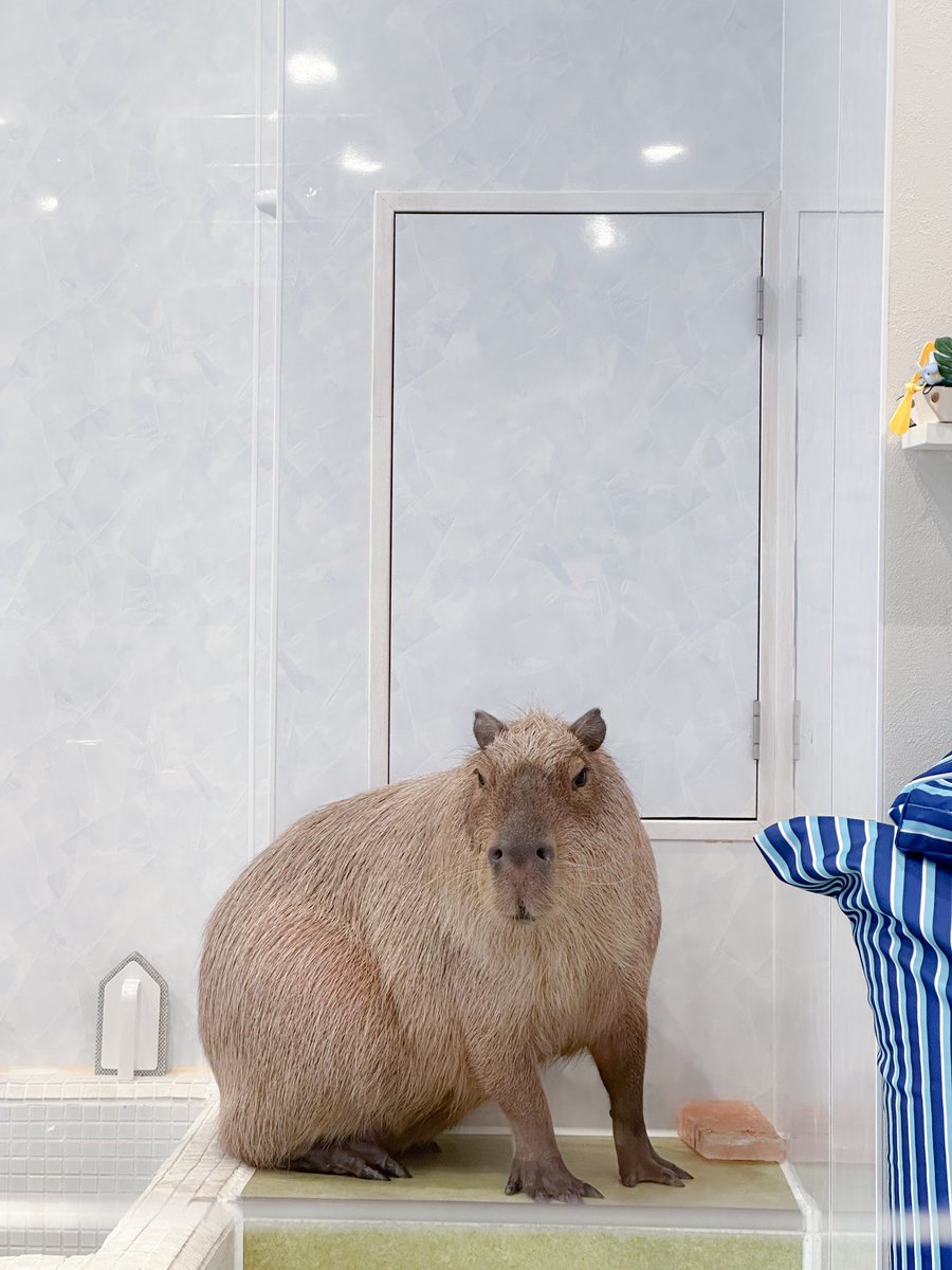 カピヴィレッジ　-カピバラカフェ- tweet media