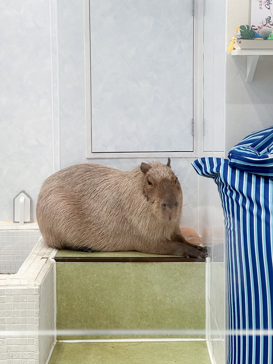 カピヴィレッジ　-カピバラカフェ- tweet media