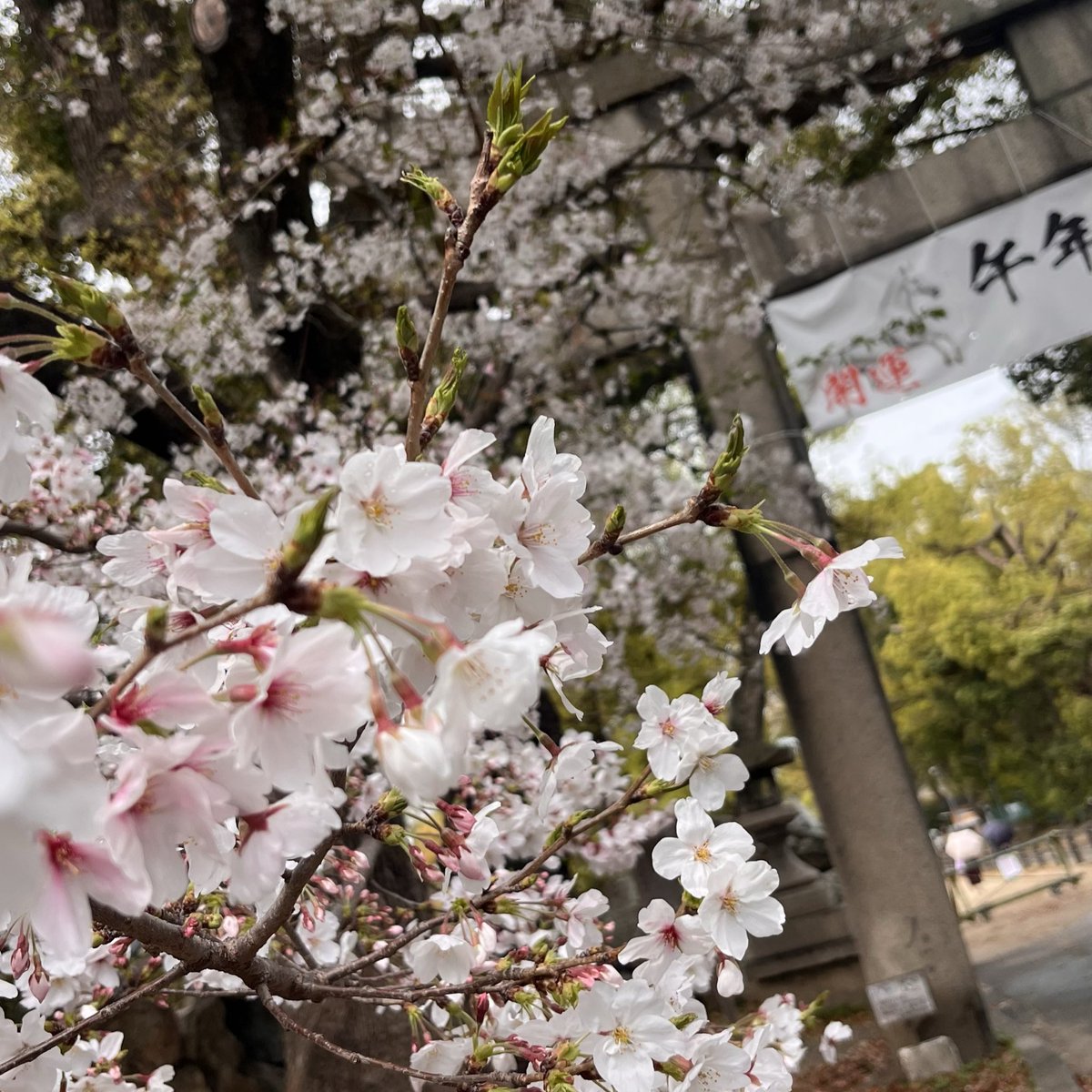 knhwks's tweet photo. 藤森神社のついでにノリで京都競馬場
今年の花見は贅沢だ https://t.co/NFwBugjyhQ