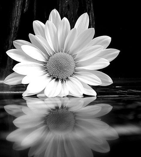 “Ciò che fa
     la Differenza,
di solito,
non si vede.
     Si sente. ”

Buongiorno 🌹