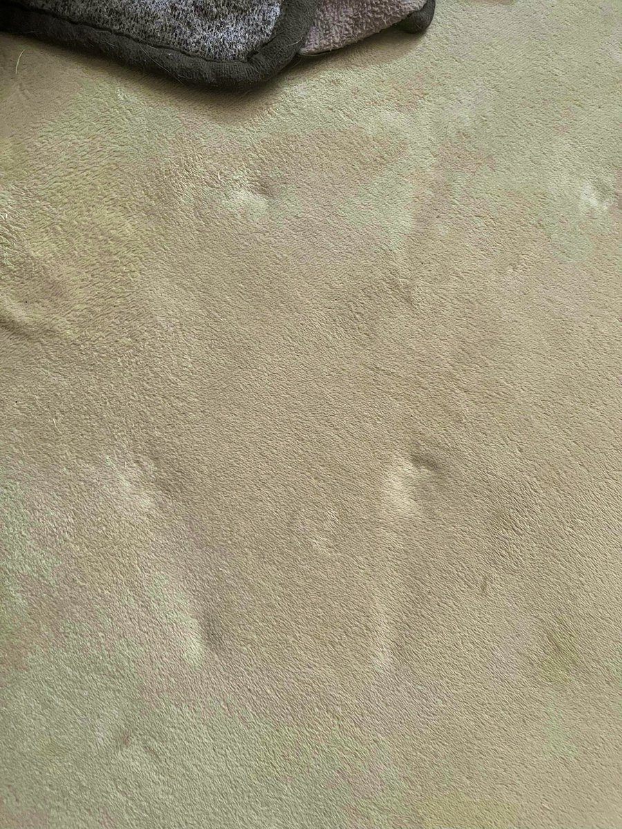 ハ麻コモ tweet media