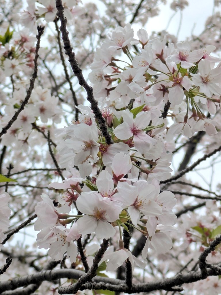 ease77575141's tweet photo. @katsuhideuekusa 2026年お花見私も参加🌸
葉桜がほんのり始まりだし……
なんとか入学式まで持って欲しいと願いつつ、📷✨
#植草とみんなのお花見会2026
#植草克秀 https://t.co/g6bK4CJ7uz