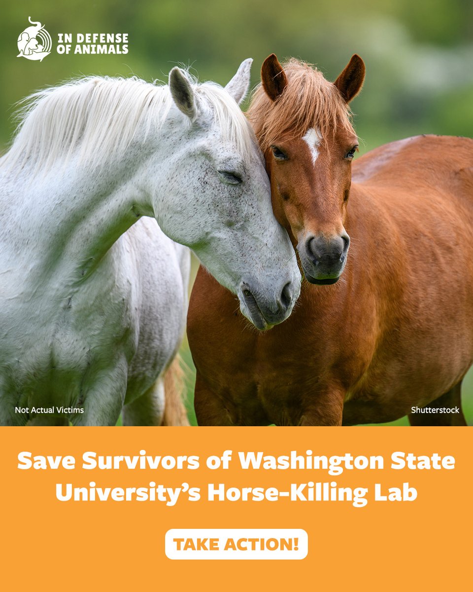 IDAUSA's tweet image. Save #horses spared from the deadly surgical lab at #WSU!  
Take action: bit.ly/4tsUU0r
Pls RT and support bit.ly/3OgVP54
#AnimalResearch #USDA