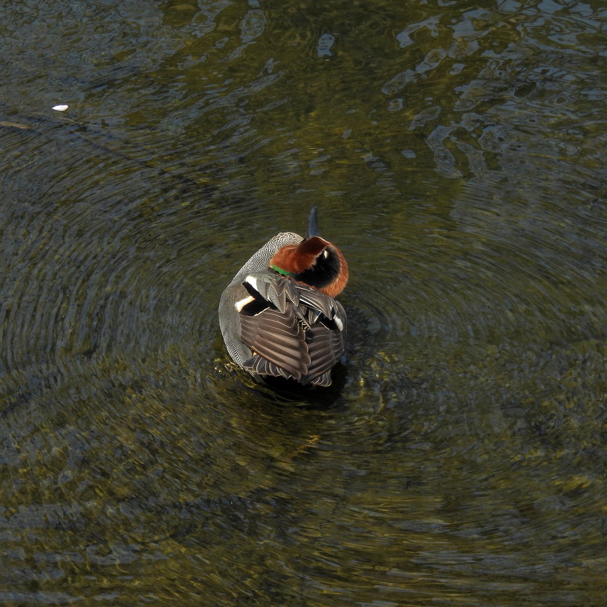 るもちゃん🌈とヒロ tweet media