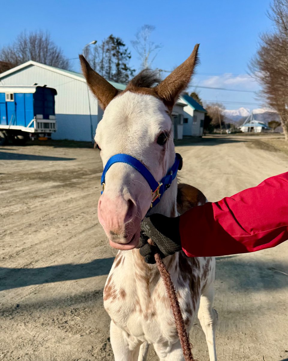 【公式】アオラキfamily tweet media