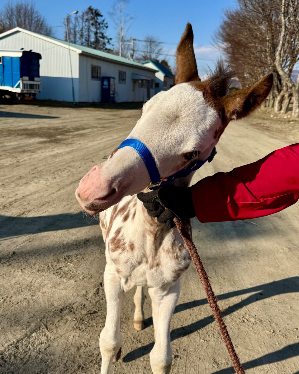 【公式】アオラキfamily tweet media