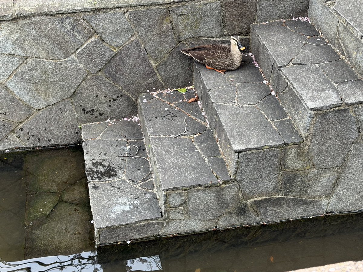 髙橋忠志　takahashi tadashi tweet media