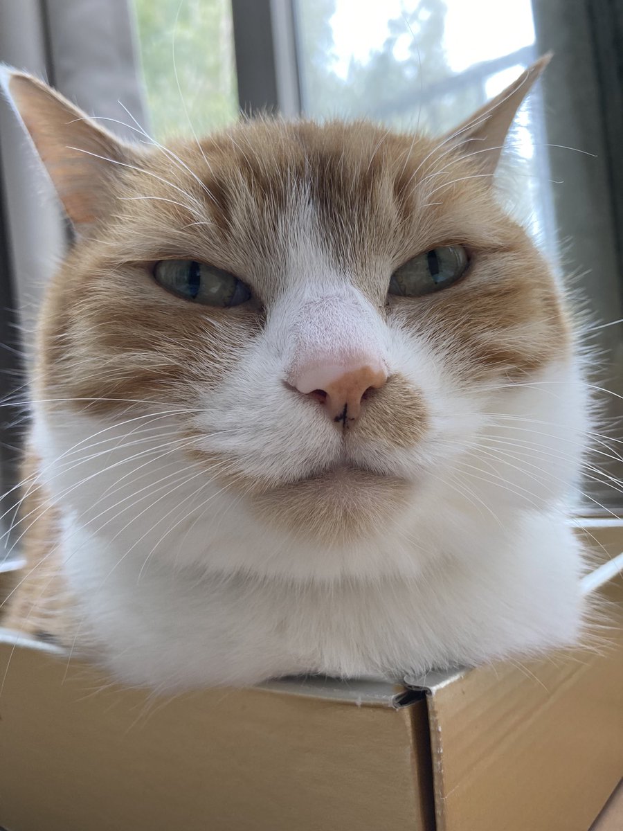 にくきゅう tweet media