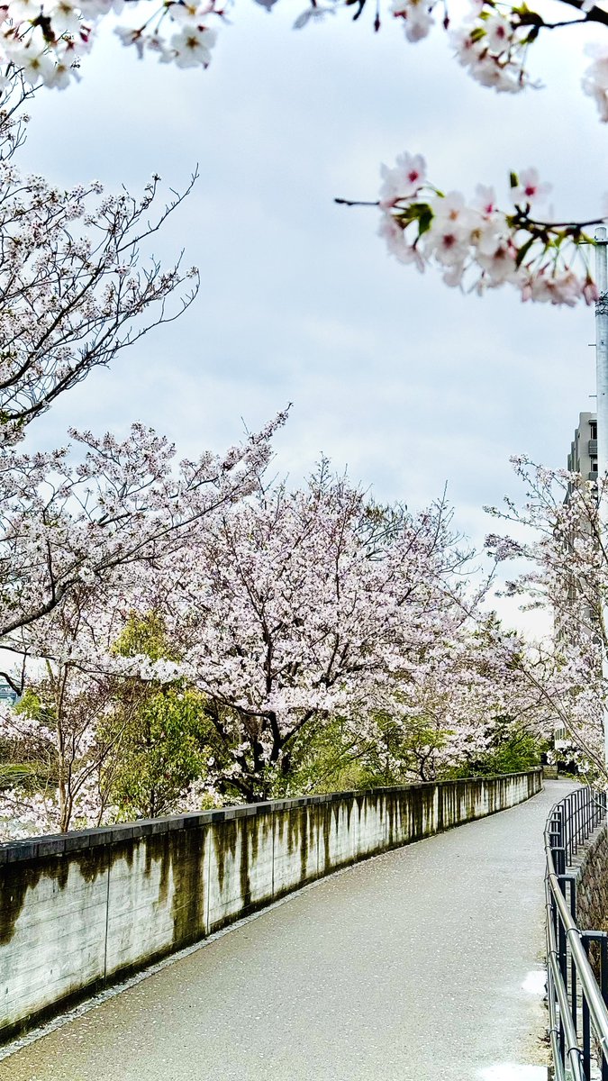 ネストグラフィックス tweet media