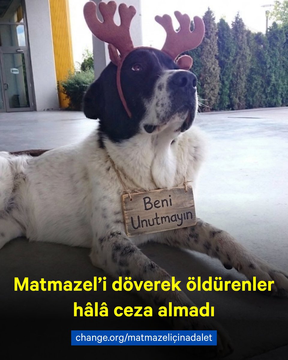 ChangeTR's tweet photo. 2026'nın en çok imzalanan kampanyası:
#MatmazelİçinAdalet

Bugün Dünya Sokak Hayvanlarını Koruma Günü.

Isınmak için metroya giren ve döve döve öldürülen sokak köpeği Matmazel için 100 bini aşkın imza toplandı.

Failler işten çıkarıldı ancak ceza davasında henüz bir gelişme yok ve tutuklu değiller.

Son durum:
- Otopsi raporu Matmazel'in şiddet sonucu öldüğünü doğruladı.
-Bilirkişi raporu "kamera kayıtlarında şiddet yok" dedi.
-Avukatlar bilirkişi raporuna itiraz etti, görüntülerin iyileştirilerek yeniden incelenmesini talep etti.
Soruşturma sürüyor.

Faillerin tutuklanması ve ceza almaları için Duygu Özdemir'in başlattığı kampanyaya destek ol.
https://t.co/R6g19o9DvD

#DünyaSokakHayvanlarıGünü