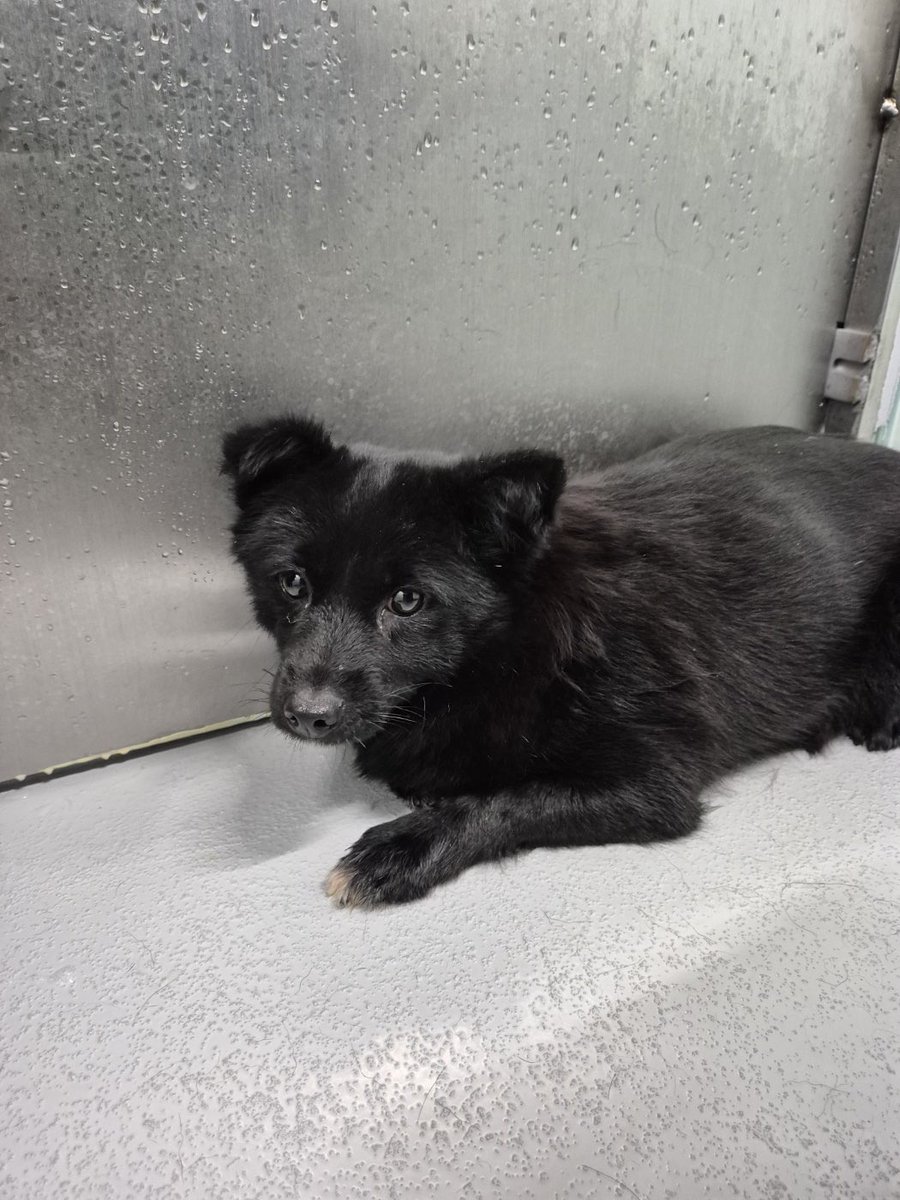 오늘의 강아지 추천 tweet media