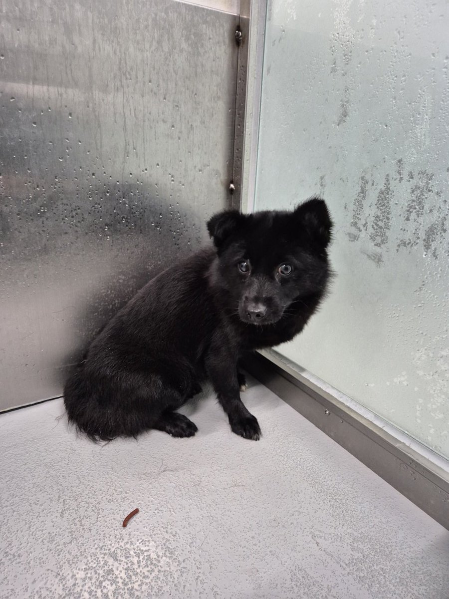 오늘의 강아지 추천 tweet media