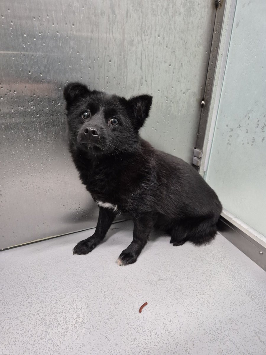 오늘의 강아지 추천 tweet media