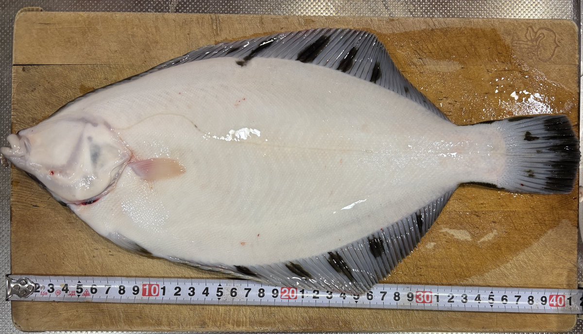 YarukiupMax's tweet photo. 4月4日（）
6時〜11時
小樽方面

マガレイ7匹
クロガシラ2匹
カワガレイ1匹

satさん（@u_s112 ）ありがとうございました！ https://t.co/w784sUPlR3