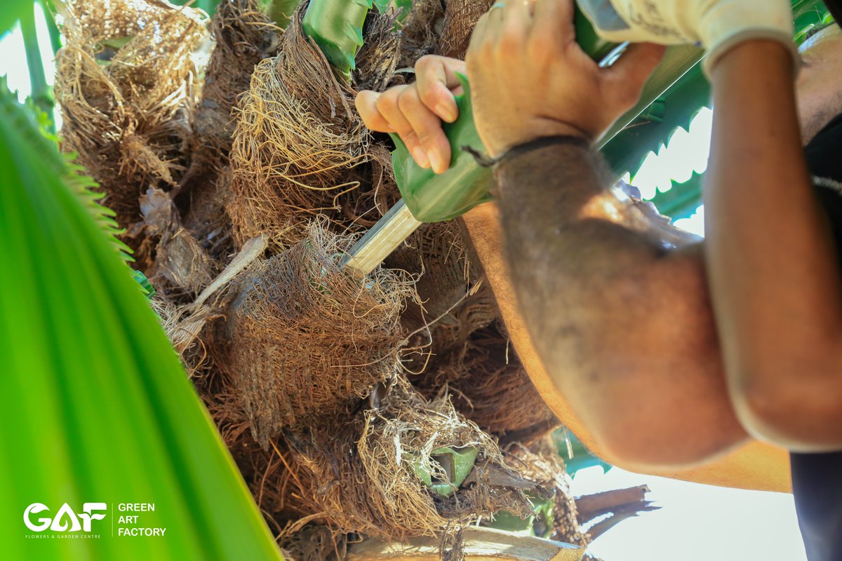 Greenmosswall's tweet image. 🌴 FR | UV Washingtonia Artificial Palm Tree 🌴

🌐 greenartfactory.ae
☎ Voice/WhatsApp: +971 56 95 88 315
📧 info@greenartfactory.com

#GreenArtFactory #WashingtoniaPalm #ArtificialPalmTree #FRUV #RealPalmTrunk #PremiumQuality #CustomSizes #IndoorOutdoorDecor #LuxurySpaces