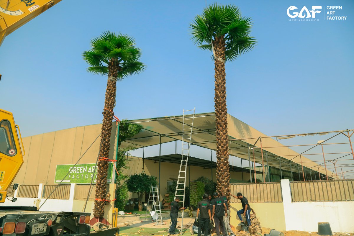 Greenmosswall's tweet image. 🌴 FR | UV Washingtonia Artificial Palm Tree 🌴

🌐 greenartfactory.ae
☎ Voice/WhatsApp: +971 56 95 88 315
📧 info@greenartfactory.com

#GreenArtFactory #WashingtoniaPalm #ArtificialPalmTree #FRUV #RealPalmTrunk #PremiumQuality #CustomSizes #IndoorOutdoorDecor #LuxurySpaces