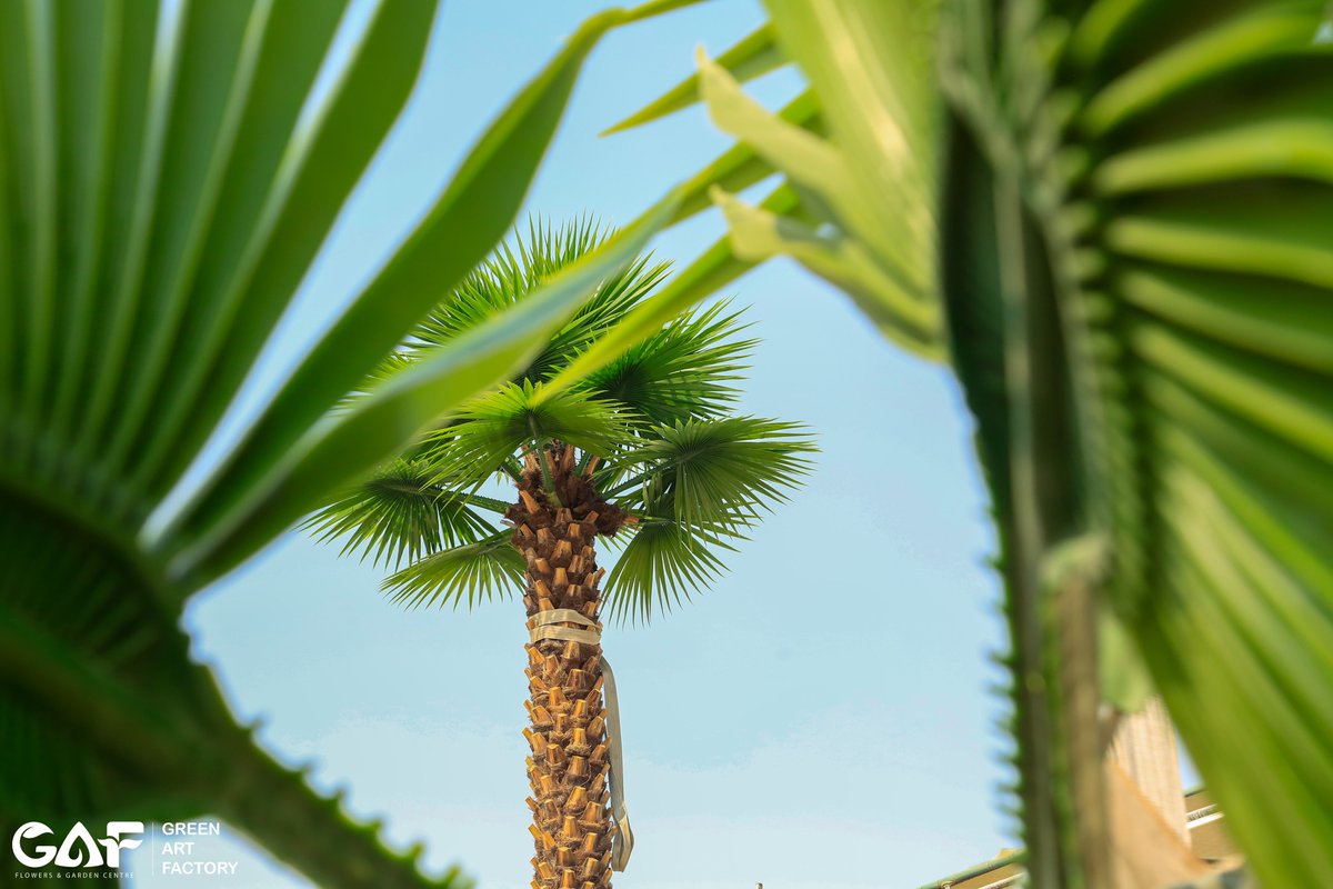Greenmosswall's tweet image. 🌴 FR | UV Washingtonia Artificial Palm Tree 🌴

🌐 greenartfactory.ae
☎ Voice/WhatsApp: +971 56 95 88 315
📧 info@greenartfactory.com

#GreenArtFactory #WashingtoniaPalm #ArtificialPalmTree #FRUV #RealPalmTrunk #PremiumQuality #CustomSizes #IndoorOutdoorDecor #LuxurySpaces