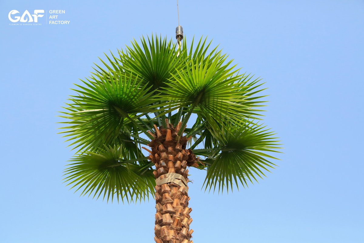 Greenmosswall's tweet image. 🌴 FR | UV Washingtonia Artificial Palm Tree 🌴

🌐 greenartfactory.ae
☎ Voice/WhatsApp: +971 56 95 88 315
📧 info@greenartfactory.com

#GreenArtFactory #WashingtoniaPalm #ArtificialPalmTree #FRUV #RealPalmTrunk #PremiumQuality #CustomSizes #IndoorOutdoorDecor #LuxurySpaces