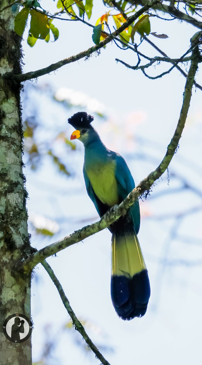 Birdwatching with Marto Wanjohi tweet media