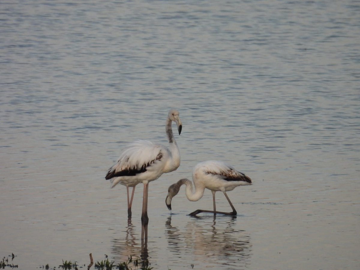 CuriosidadNatural tweet media