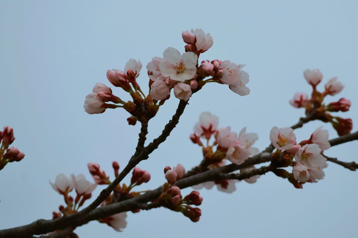 michi_a06's tweet photo. @YQzVYKHx8R77EiB 素敵な桜ありがとうございます！

私も徘徊(運動)してきました😌こちらの桜はこれからです🌸 https://t.co/VA8pR2FoTt