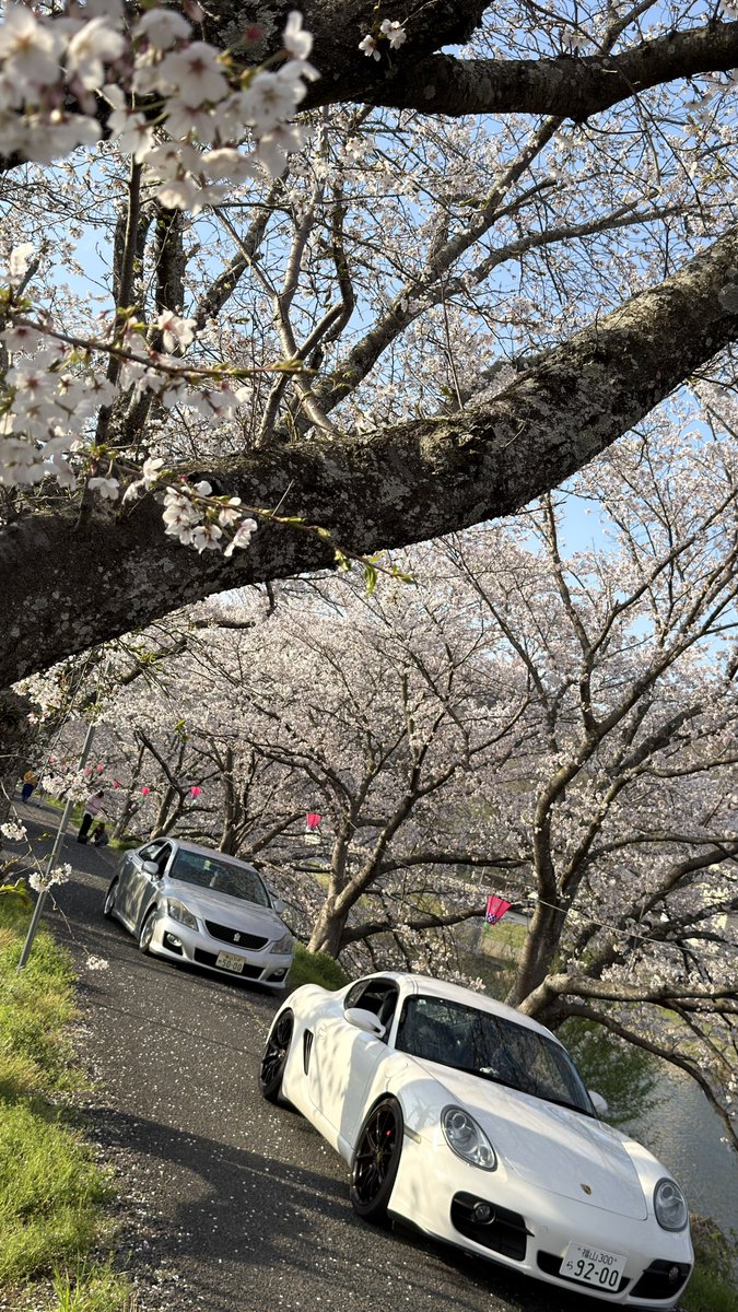 Re987Cayman's tweet photo. 🌸 https://t.co/bJW1QKuuVG