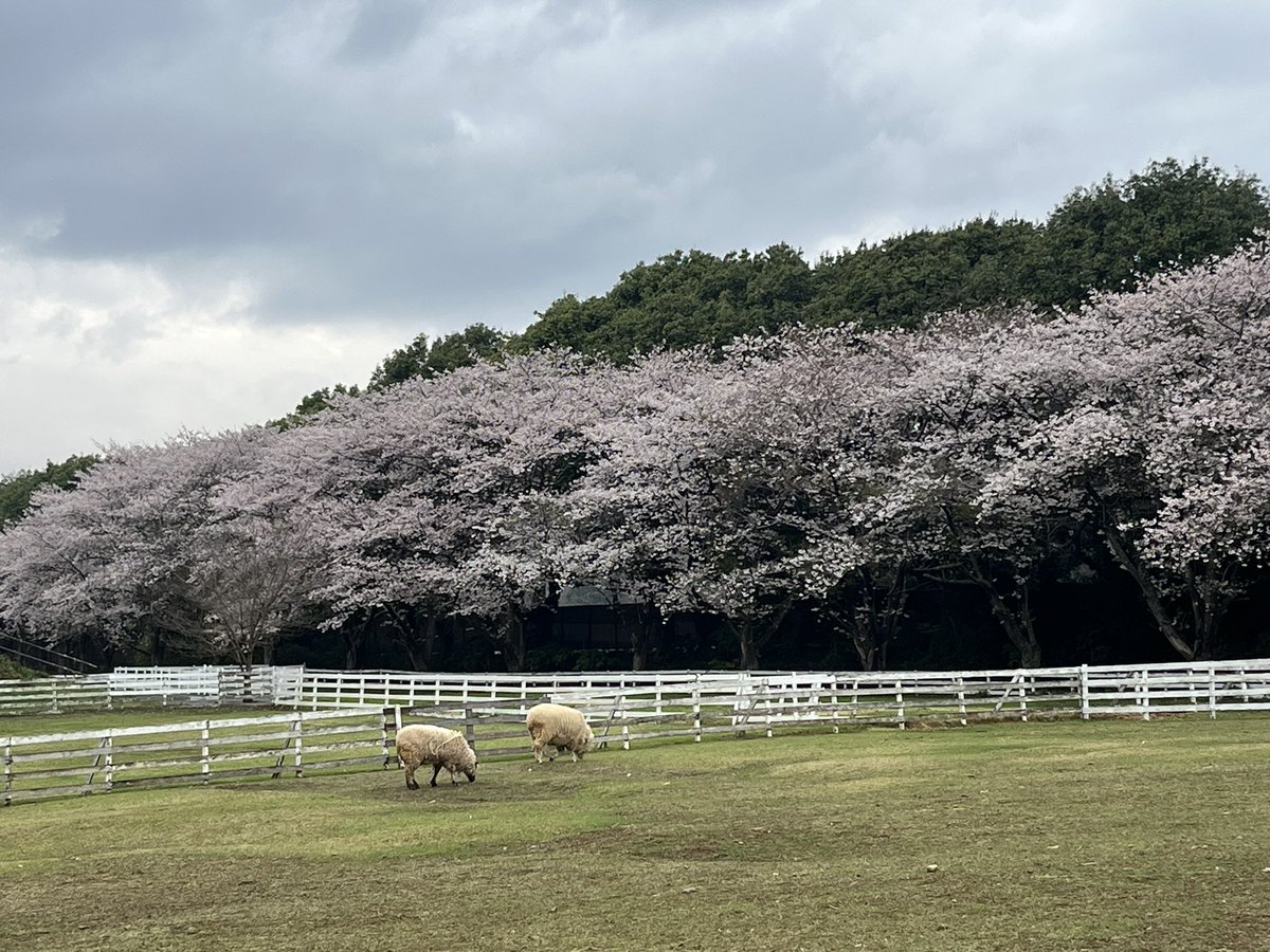 じゅんじゅん♪ tweet media
