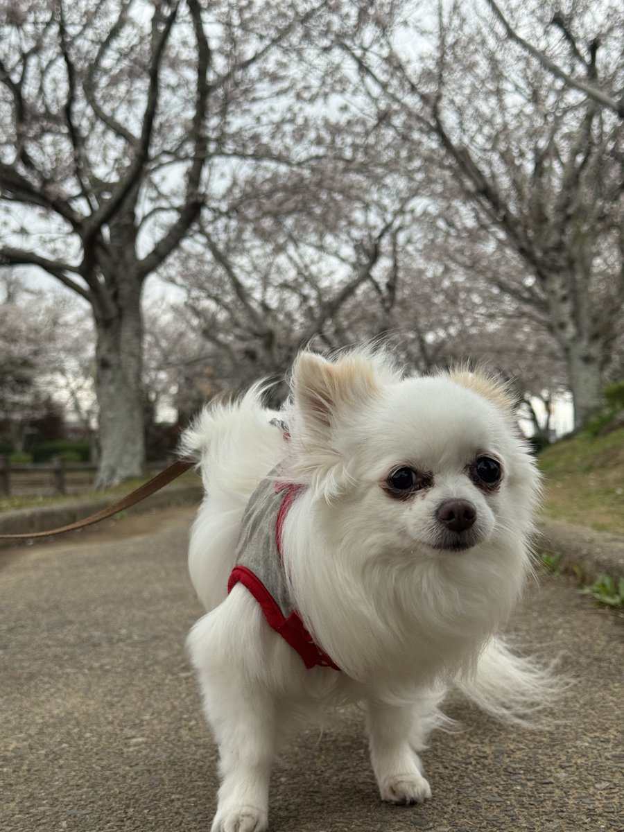 飛龍神 tweet media