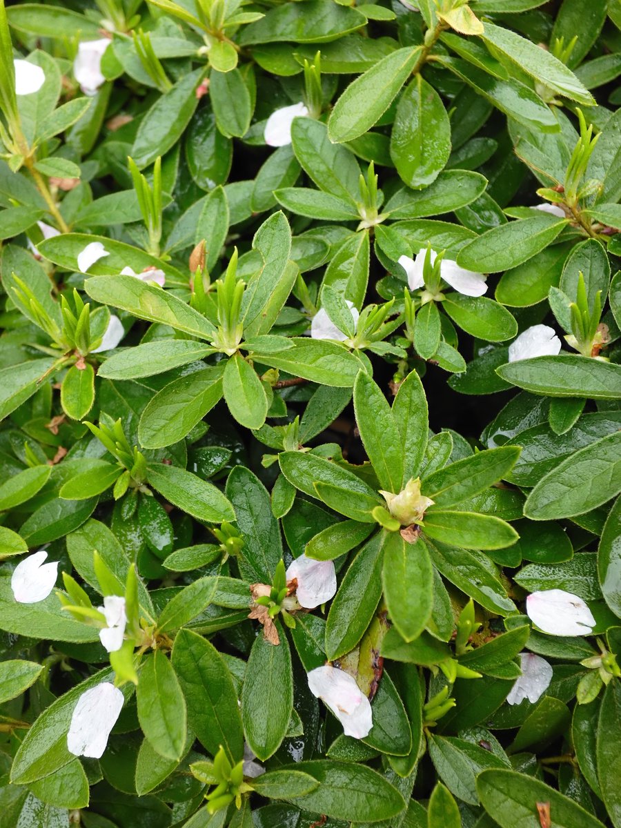 のりりん tweet media