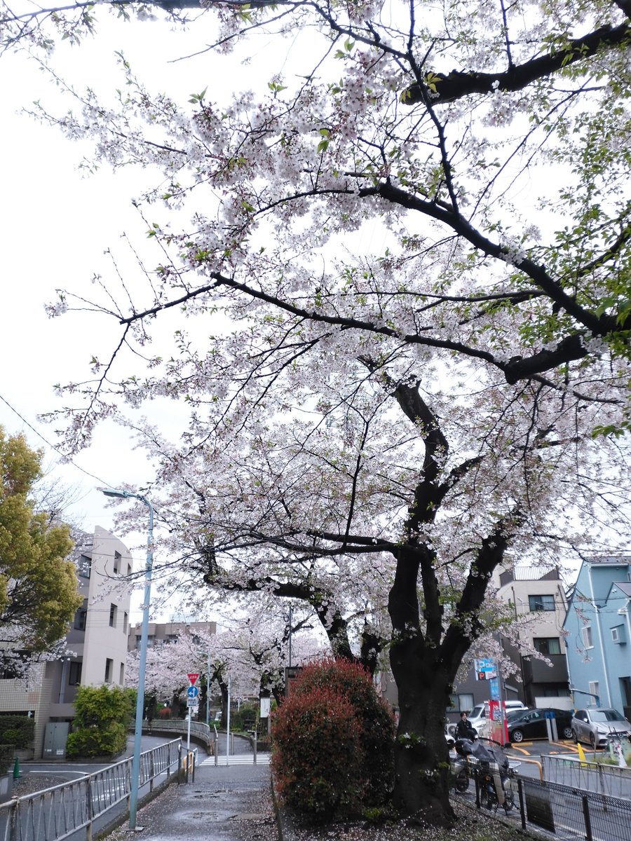 のりりん tweet media