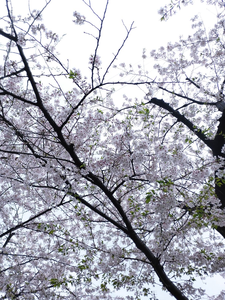 のりりん tweet media